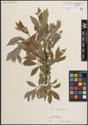 Foto von Salix daphnoides Vill.